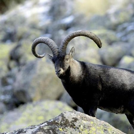 El Desvan De Gredos นาวาร์เรดอนดา เด เกรโดส ภายนอก รูปภาพ
